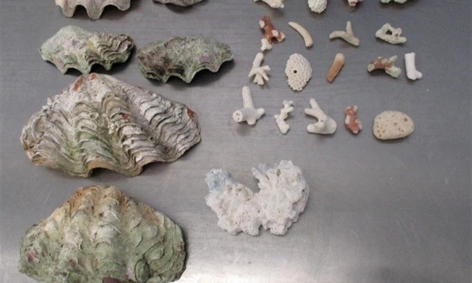 2019-1-14-827foto 8 cites.jpg